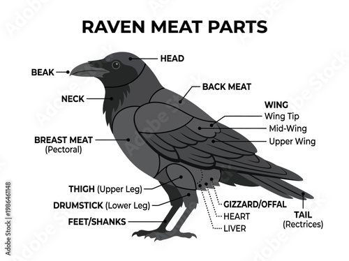 Detailed anatomical diagram illustrating the different meat cuts and parts of a raven for culinary purposes