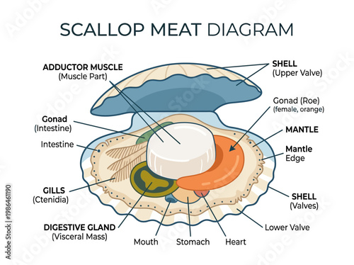 Detailed diagram illustrating the anatomy and parts of scallop meat, including shell, adductor muscle, and internal organs