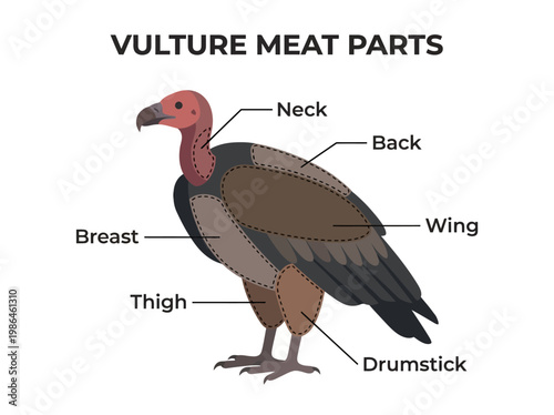 Diagram illustrating the anatomical parts of a vulture, highlighting its meat sections for culinary purposes