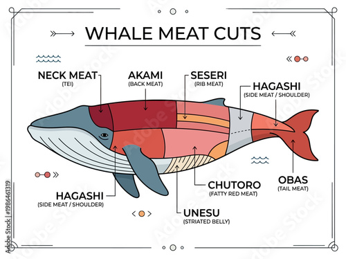 Detailed infographic illustrating the different cuts of whale meat, labeled with their Japanese names and anatomical locations