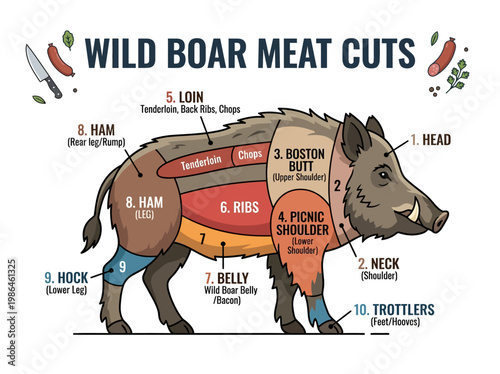 Detailed illustration of wild boar meat cuts, a comprehensive guide for butchers and chefs