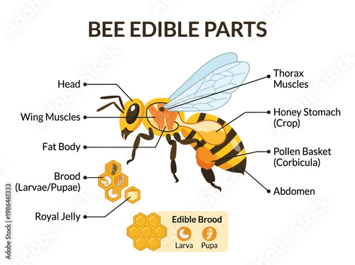 Anatomical illustration of an edible bee detailing its various parts and internal structures