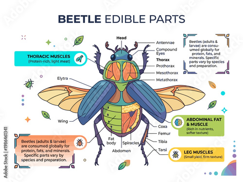 Anatomical illustration of edible parts of a beetle, showing thorax muscles, abdominal fat, and leg muscles