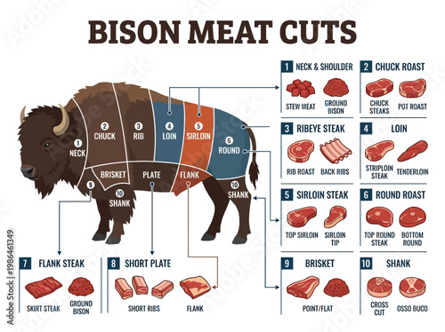 A detailed illustration showcasing various cuts of bison meat with labels and corresponding anatomical positions