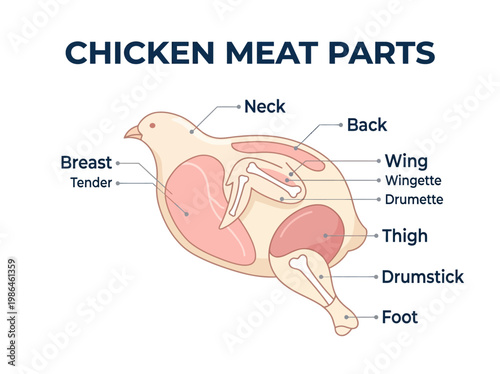 A comprehensive guide to chicken meat parts, illustrating the different cuts and their labels for culinary use