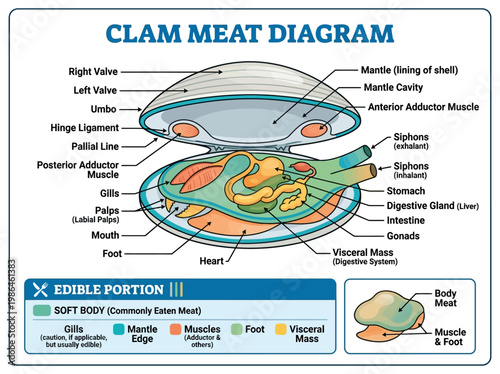 Anatomy of a Clam A Detailed Diagram of Edible Parts and Internal Structures