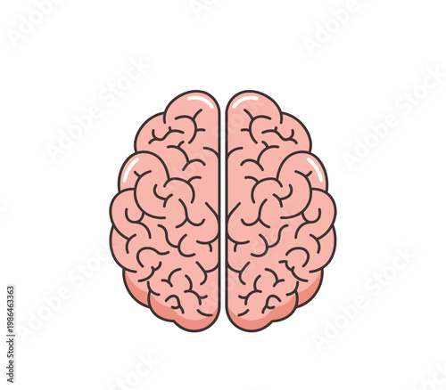 Pink human brain vector illustration from a top-down view, showing left and right cerebral hemispheres with black outlines and anatomical folds, isolated on white background.