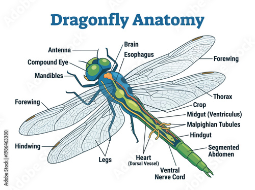 Detailed Illustration of Dragonfly Anatomy Featuring All Major Body Parts and Their Labeled Components