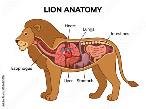 Detailed illustration showcasing the internal anatomy and organ system of a lion, including its digestive and respiratory structures