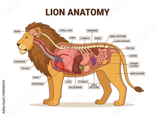 Detailed Anatomical Illustration of a Lion's Internal System and Skeletal Structure