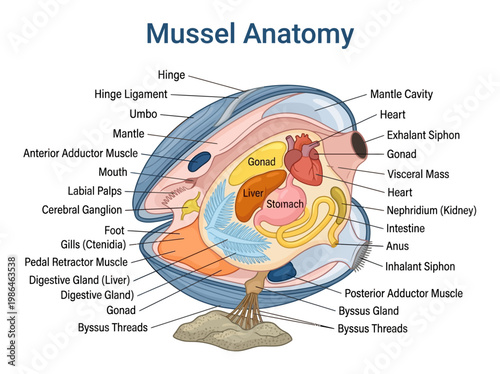 Detailed Diagram Illustrating the Anatomy of a Mussel, Showing Internal Organs and Structures