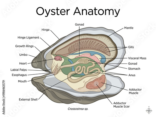 Diagram illustrating the internal anatomy and structure of a bivalve mollusk, specifically an oyster (Crassostrea sp