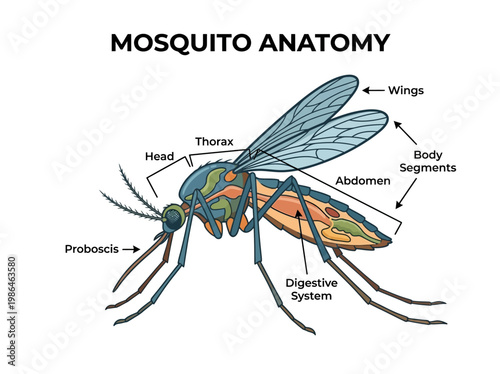 Detailed diagram illustrating the anatomy of a mosquito, highlighting its various body parts and systems for educational purposes