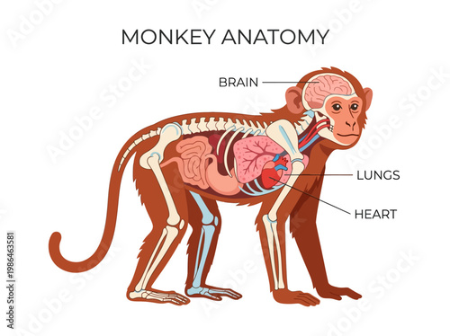 Detailed illustration of monkey anatomy, showing skeleton, organs, and circulatory system, with labels for brain, lungs, and heart