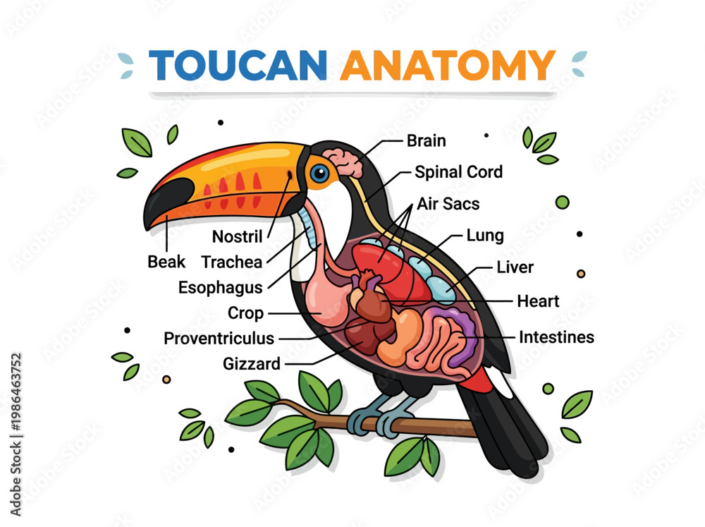 Fototapeta premium Detailed illustration of toucan anatomy, highlighting internal organs and skeletal structure on a branch