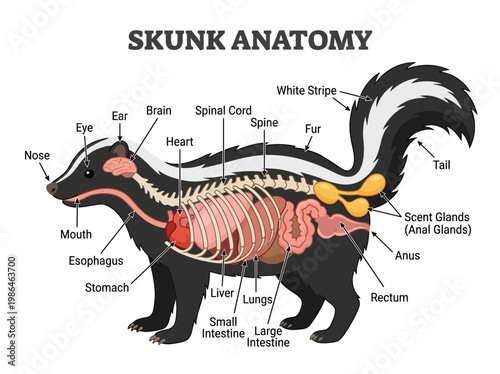 Detailed diagram illustrating the internal and external anatomy of a skunk, highlighting its skeletal and organ systems