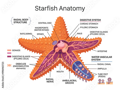 Detailed anatomical illustration of a starfish, showcasing its internal and external structures for educational purposes