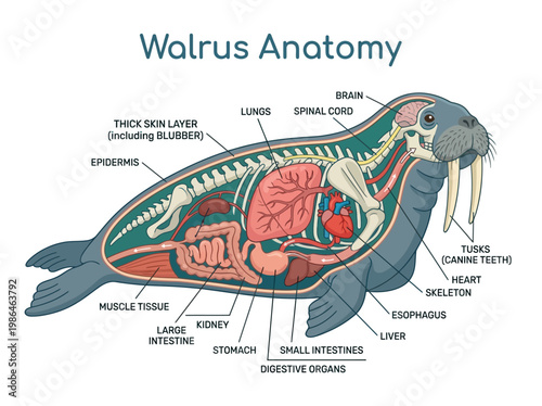 Detailed scientific illustration of walrus anatomy, showcasing its internal organs and skeletal structure