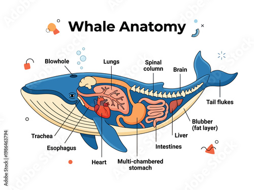 Diagram Illustrating the Internal Anatomy of a Blue Whale, Showing Organs and Skeletal Structure