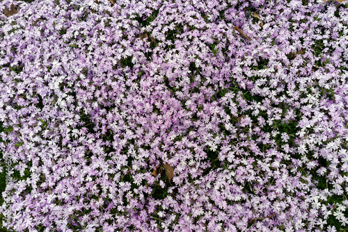 light pink spring phlox