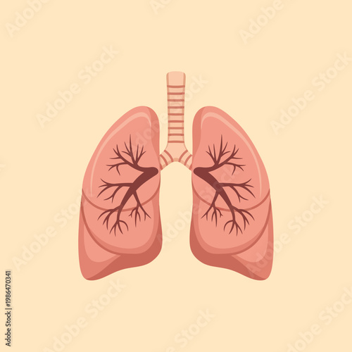 Medical vector illustration of the human respiratory system featuring the lungs, trachea, and bronchial tree diagram for healthcare education isolated on a solid neutral background.