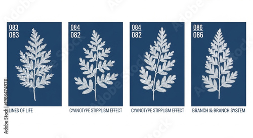 Botanical illustration, white fern leaf sets, navy blue background, scientific plant diagrams, educational botanics