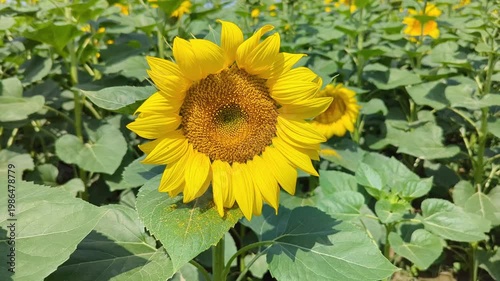 Field of Blooming Sunflowers on a Sunny Day 4k Video