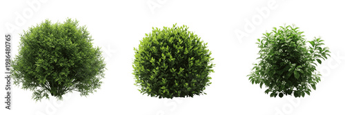 Fotografía Green Garden Bush and Shrub Set, Realistic Evergreen Boxwood Hedgerow Plants for