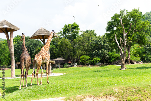Fotografija Giraffes roam lush savannah landscape