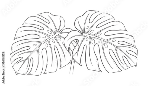 Hand drawn of monstera deliciosa leaves with holes botanical plant
