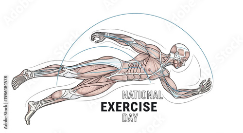 Anatomical vector illustration showing a human figure in motion for National Exercise Day, emphasizing physical activity awareness with visible musculature against a clean white background