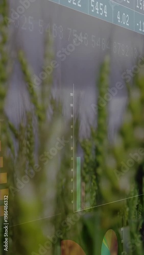 Vertical video: Overlay shifting right, faint charts rotating behind wheat, showing crop data