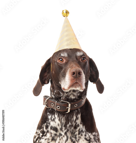 Cute German Shorthaired Poi...