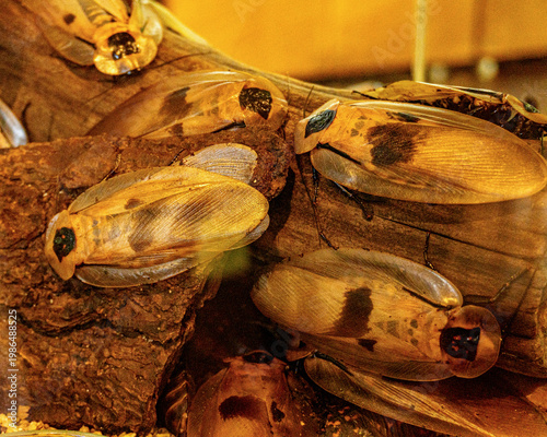 Group of Giant Tropical Cockroaches Resting on Tree Bark in a Rainforest Habitat - Exotic Insects and Biodiversity