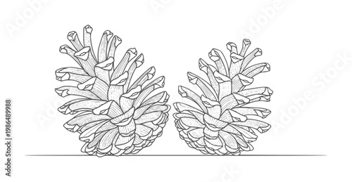 Two pine cones in a black and white line pinecone nature forest seed