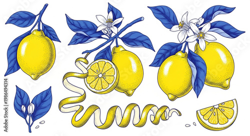 Lemons with Leaves and Blossoms - A Vibrant Citrus Collection Illustration