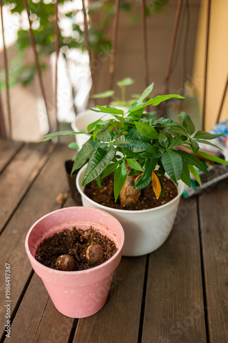 観葉植物として人気の高い「パキラ」