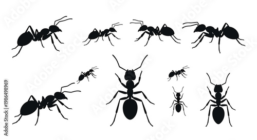 Vector silhouettes set of diverse ants in various poses and sizes, ideal for nature-themed graphic design, educational materials, or insect illustration
