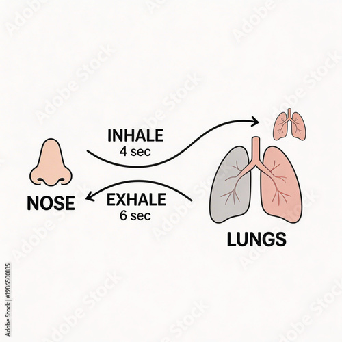 Breathing Exercise Diagram – Inhale 4 Seconds Exhale 6 Seconds | Nasal Breathing and Lung Function Illustration | Mindfulness Breathing Technique