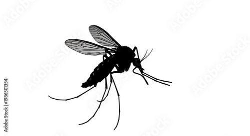 Clean black silhouette of a common mosquito, a known vector for various diseases and a symbol of summer irritation and pest control, isolated on a white background