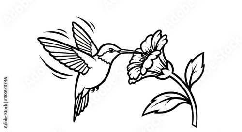 Bird of paradise eagle vector illustration silhouette of flying birds with wings symbol of freedom nature wildlife art design tattoo style