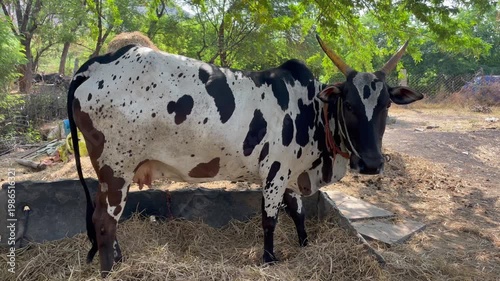 Black and White Spotted Cow Standing Outdoors in Rural Farm Setting