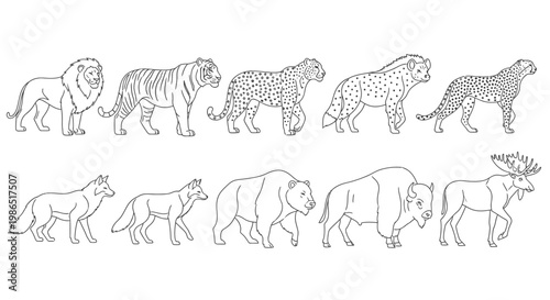 Collection of various wild animal drawings 2.