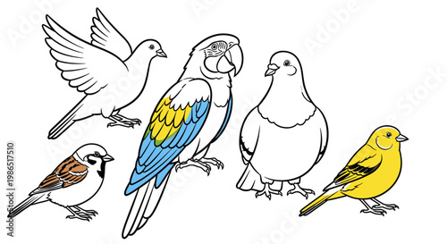 Colorful illustration of various birds.