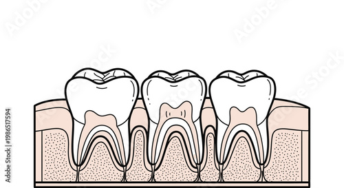 Detailed illustration of human teeth anatomy.