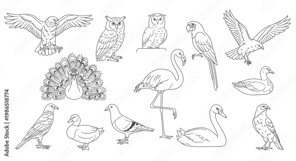 Fototapeta premium Various types of bird species illustrated.