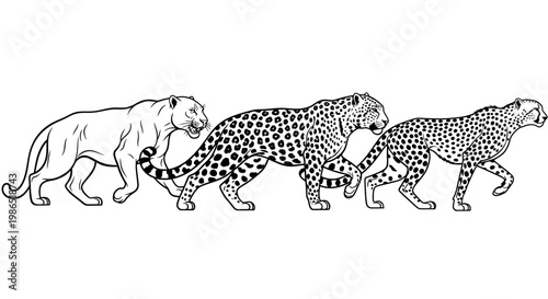 Evolution of cheetahs in line art.