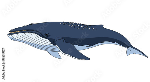 Large humpback whale swimming gracefully with its characteristic long pectoral fins and barnacles on its head on a white background.