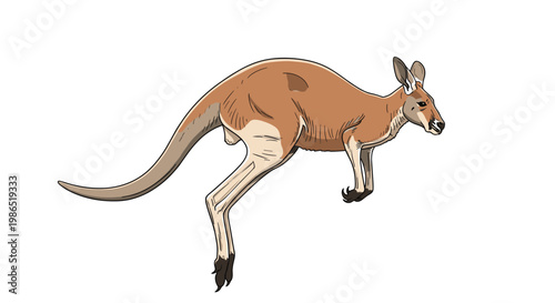 Detailed wildlife illustration captures a red kangaroo in mid-jump showing its powerful hind legs and long balancing tail.