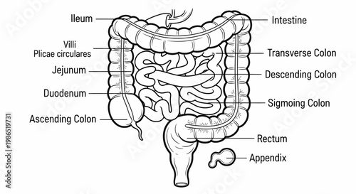 Human digestive system anatomy illustration.
